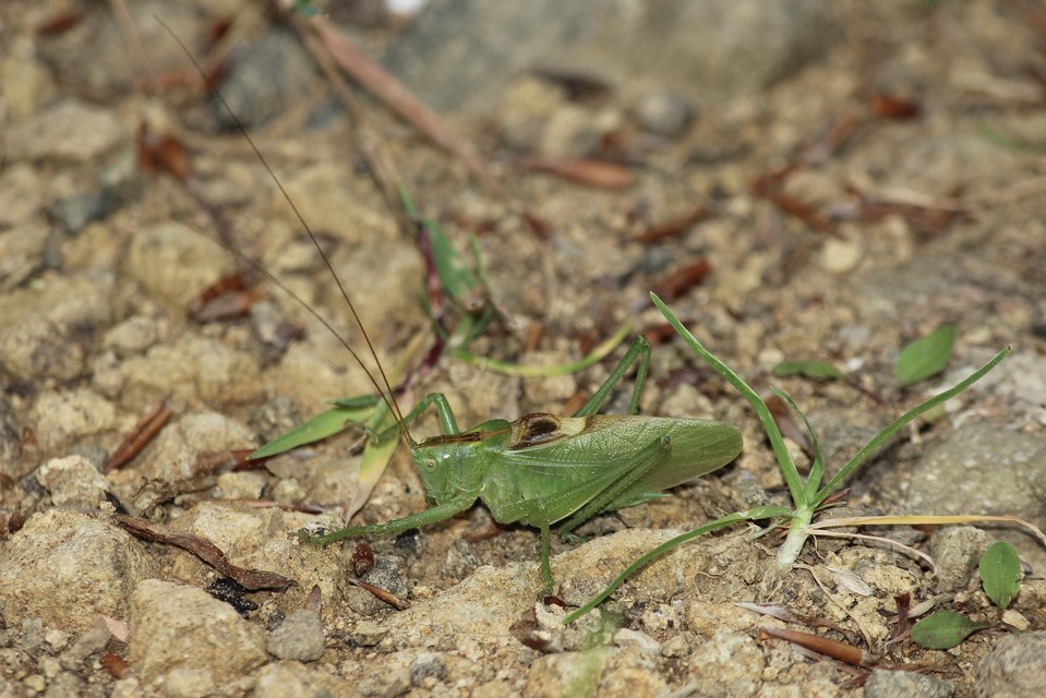 Tettigonia cantans - éneklő lombszöcske