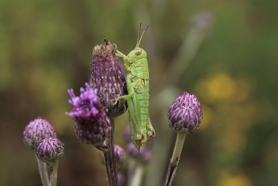 Pseudopodisma nagyi - Nagy-hegyisáska