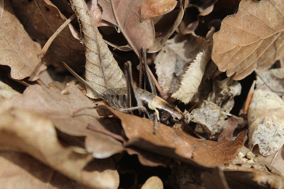 Pholidoptera aptera - nagy avarszöcske