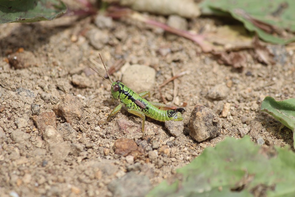 Pseudopodisma nagyi - Nagy-hegyisáska