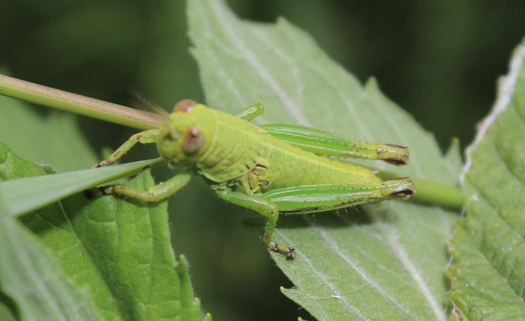 Pseudopodisma nagyi - Nagy-hegyisáska