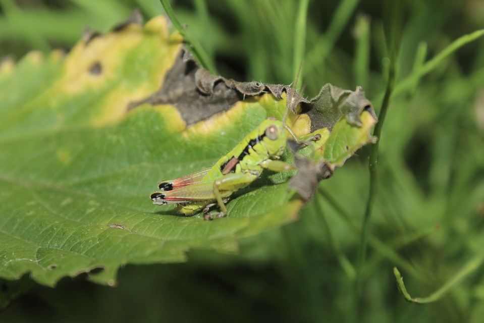 Pseudopodisma nagyi - Nagy-hegyisáska