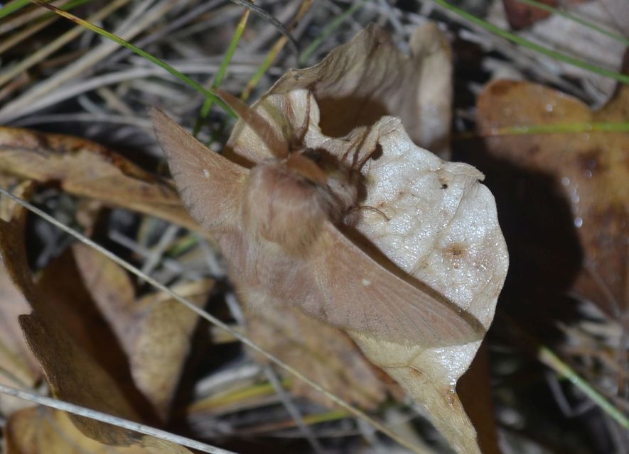 Eriogaster rimicola - vörhenyes gyapjasszövő