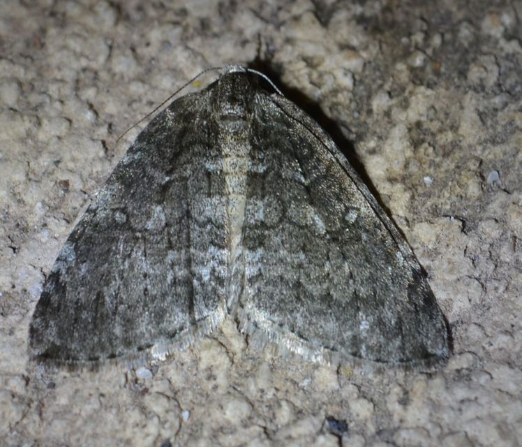 Epirrita christyi/dilutata