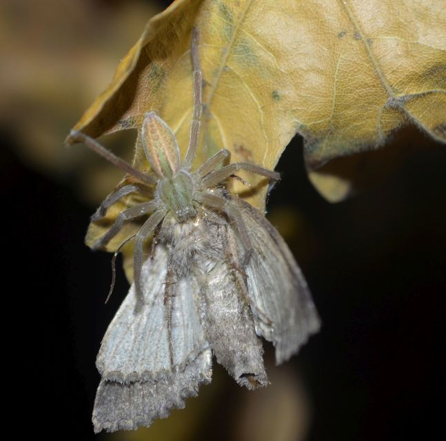 Micrommata virescens - hunyópók
