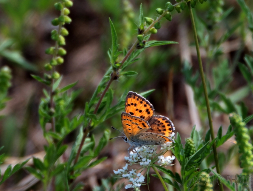 Lycaena thersamon - kis tűzlepke