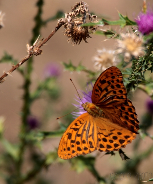 Argynnis paphia - nagy gyöngyházlepke