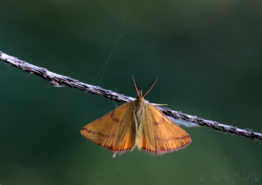 Lythria purpuraria - bíborsávos araszoló