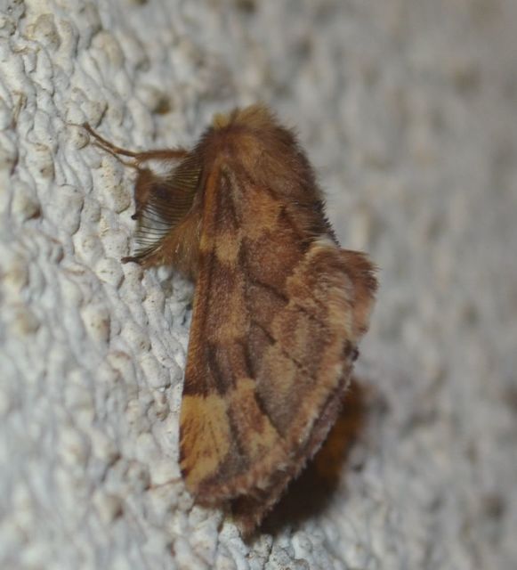Ptilophora plumigera - tollas púposszövő
