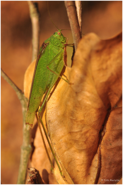 Phaneroptera nana - pontozott repülőszöcske