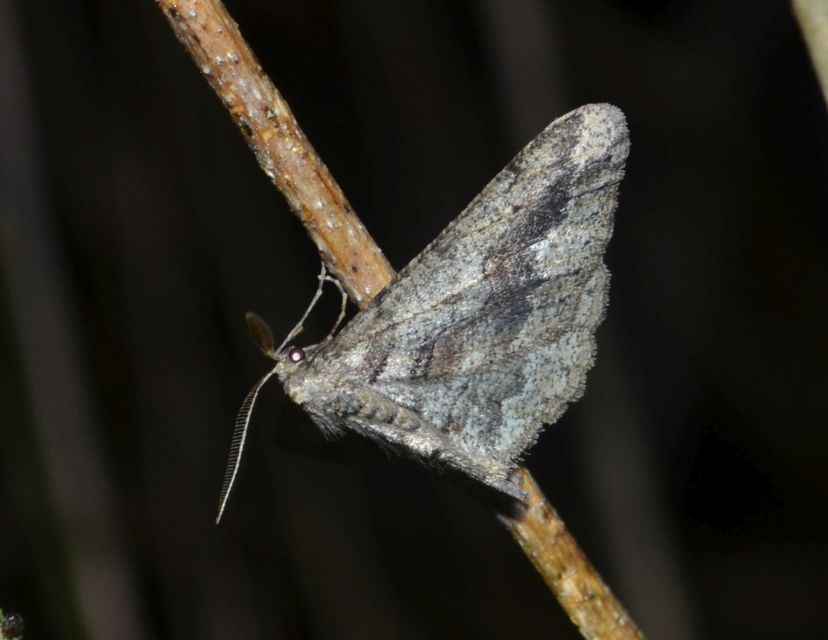 Agriopis bajaria - kökény-téliaraszoló