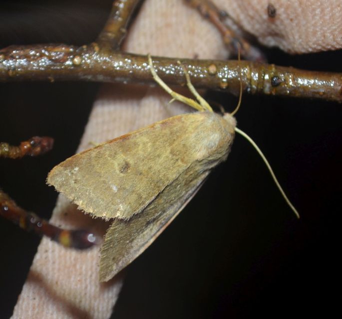 Anchoscelis helvola - barna őszibagoly