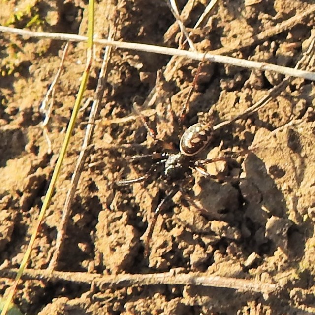 Steatoda albomaculata - koszorús törpepók