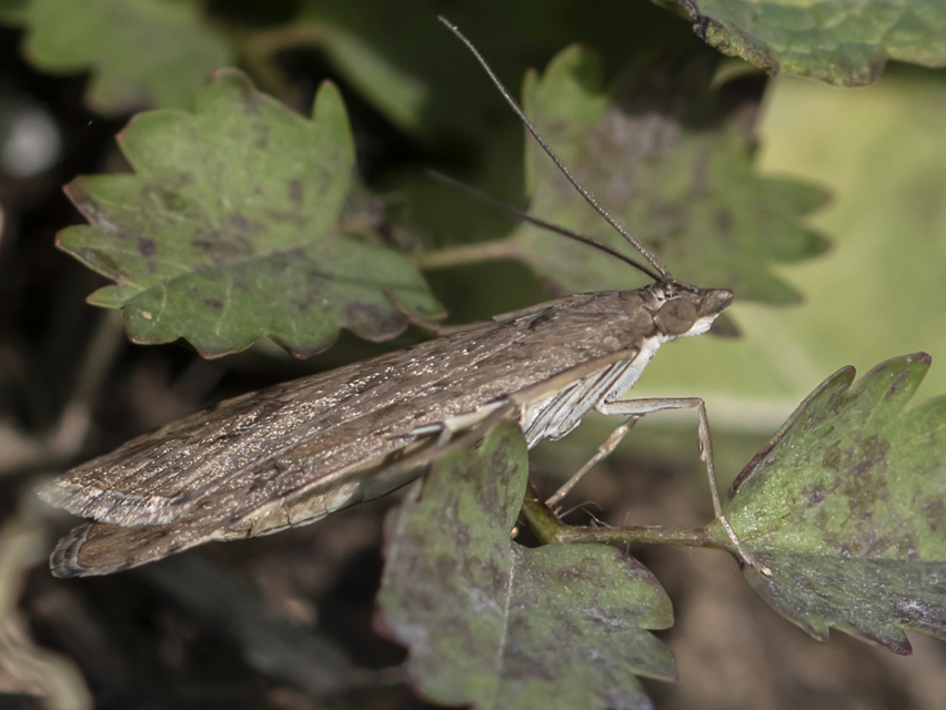 Nomophila noctuella - közönséges vándormoly