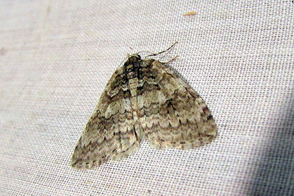 Epirrita christyi/dilutata
