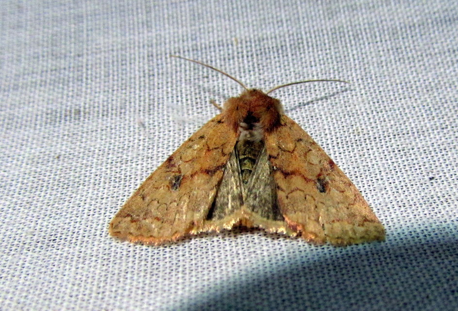 Sunira circellaris - okkersárga őszibagoly Sunira circellaris - okkersárga őszibagoly