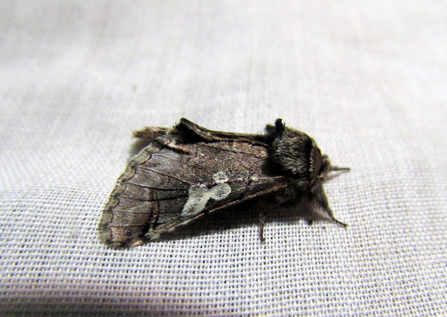 Diloba caeruleocephala - őszi kékesbagoly
