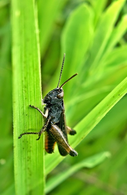 Omocestus rufipes - vöröshasú tarlósáska