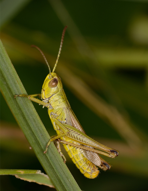 Pseudochorthippus parallelus - közönséges rétisáska