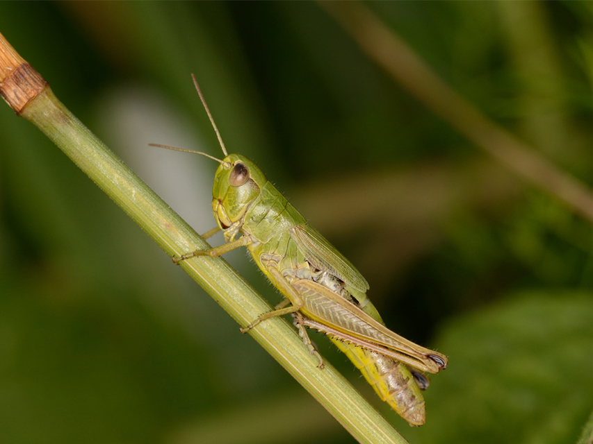 Pseudochorthippus parallelus - közönséges rétisáska