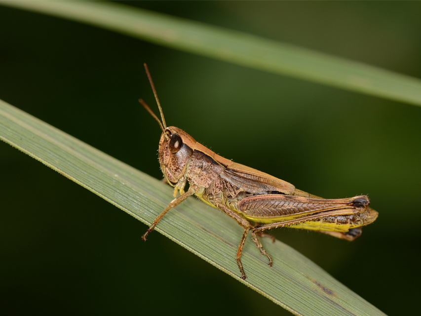 Pseudochorthippus parallelus - közönséges rétisáska