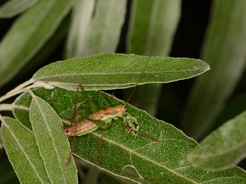 Leptophyes albovittata - közönséges virágszöcske