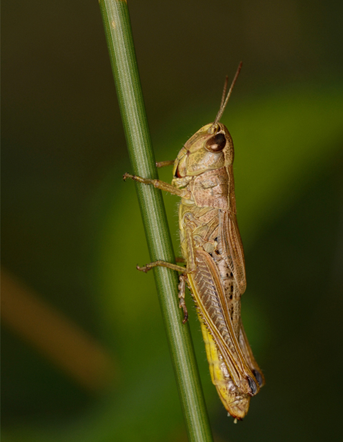 Pseudochorthippus parallelus - közönséges rétisáska