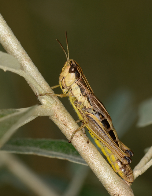 Pseudochorthippus parallelus - közönséges rétisáska