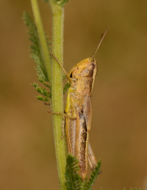 Pseudochorthippus parallelus - közönséges rétisáska