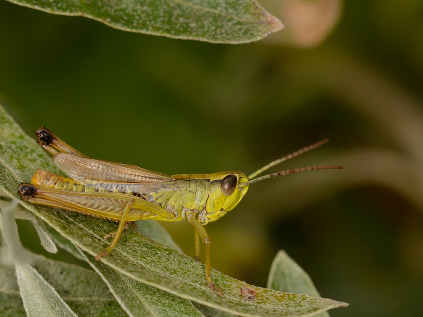 Pseudochorthippus parallelus - közönséges rétisáska