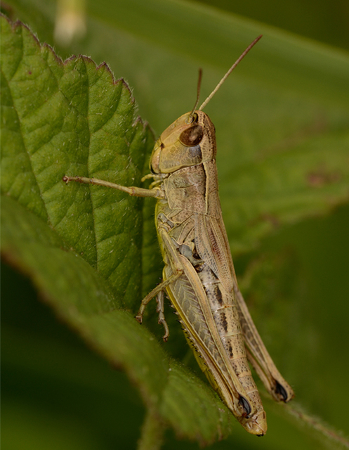 Pseudochorthippus parallelus - közönséges rétisáska