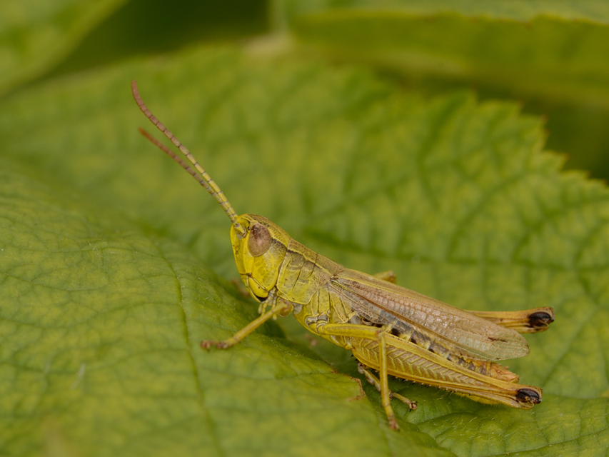 Pseudochorthippus parallelus - közönséges rétisáska