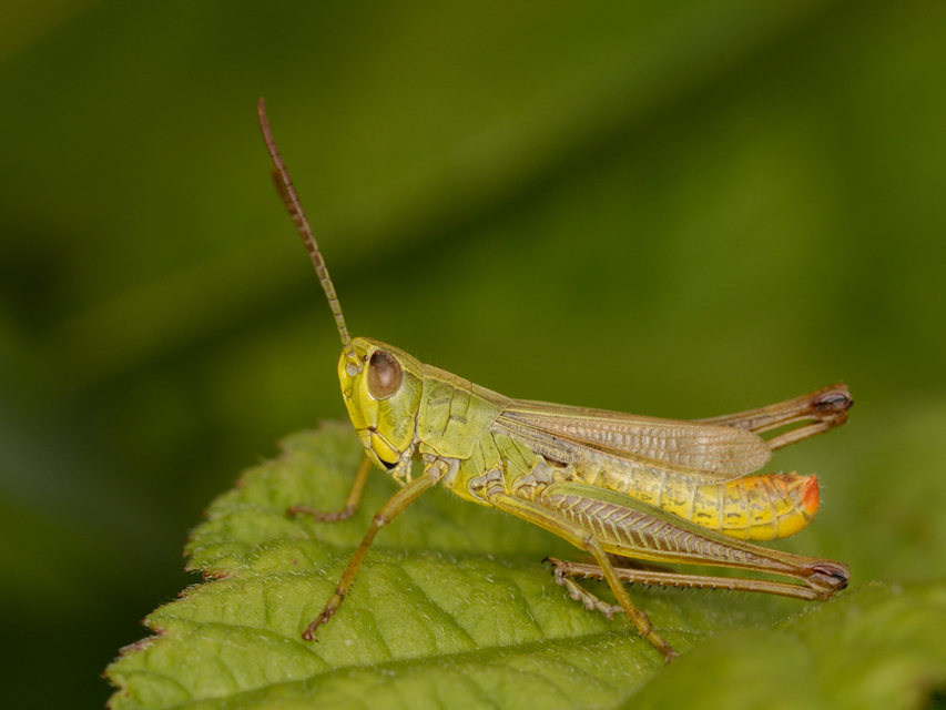 Pseudochorthippus parallelus - közönséges rétisáska