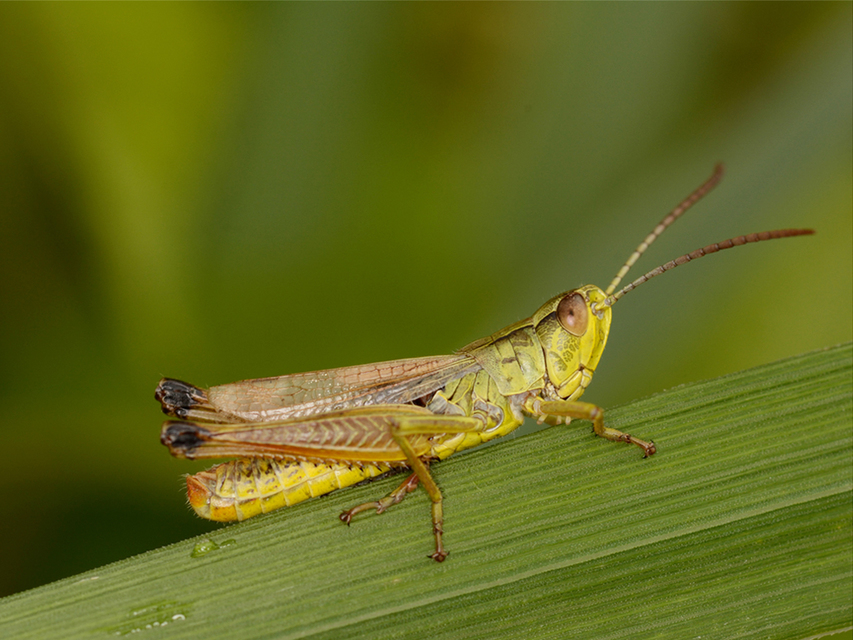 Pseudochorthippus parallelus - közönséges rétisáska