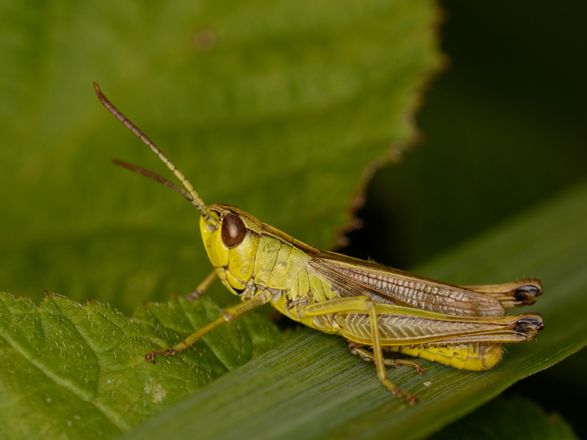 Pseudochorthippus parallelus - közönséges rétisáska