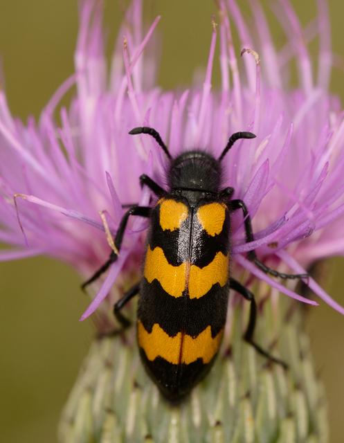 Mylabris variabilis - szalagos hólyaghúzó Mylabris variabilis - szalagos hólyaghúzó