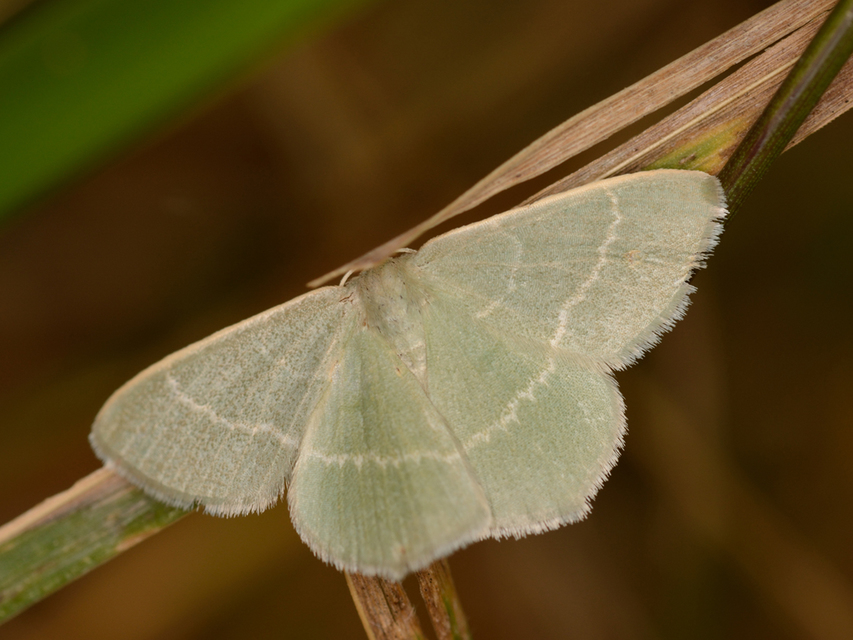 Chlorissa viridata - üdezöld araszoló