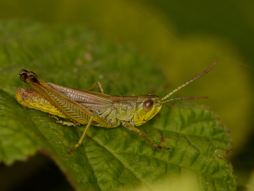Pseudochorthippus parallelus - közönséges rétisáska