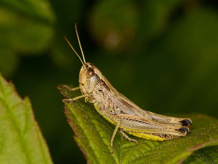 Pseudochorthippus parallelus - közönséges rétisáska