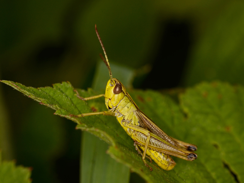 Pseudochorthippus parallelus - közönséges rétisáska