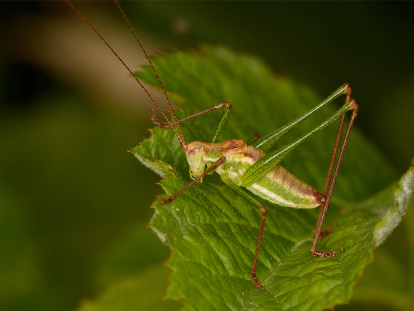 Leptophyes albovittata - közönséges virágszöcske