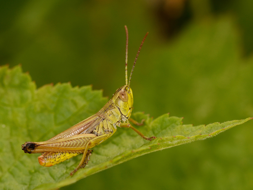 Pseudochorthippus parallelus - közönséges rétisáska