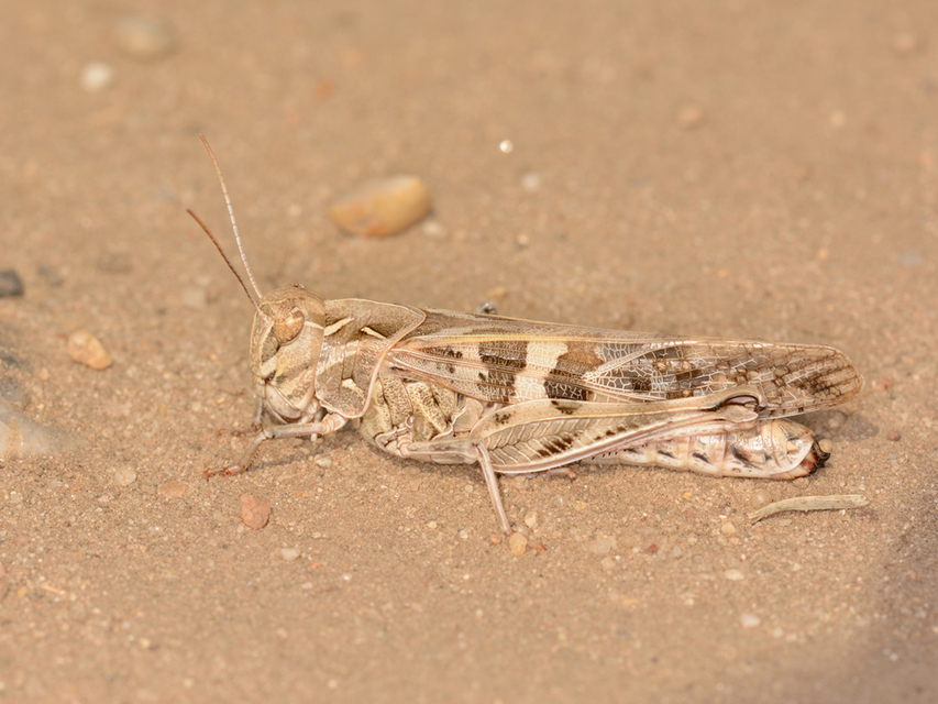Oedaleus decorus - szalagos sáska