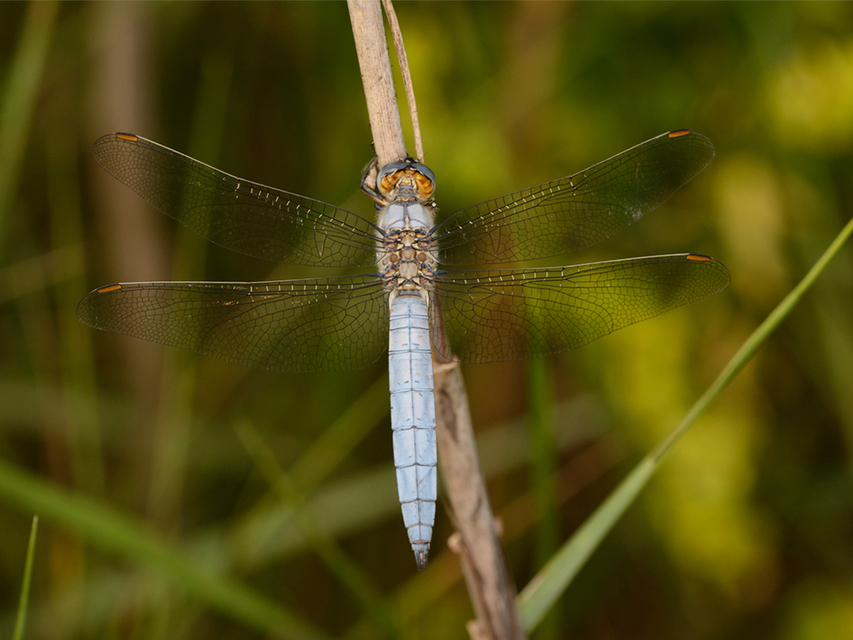 Orthetrum brunneum - pataki pásztorszitakötő