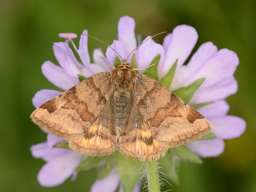 Euclidia glyphica - közönséges nappalibagoly