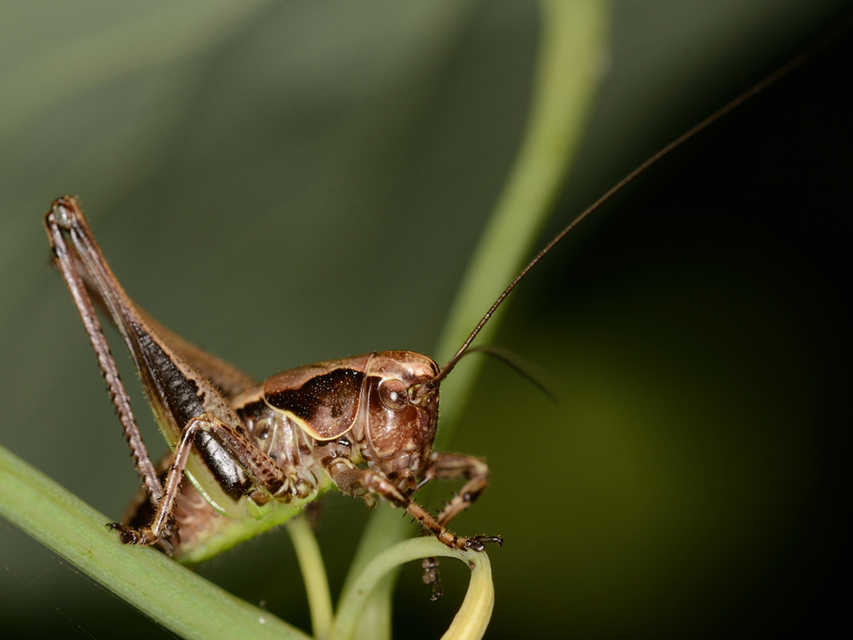 Pholidoptera griseoaptera - szürke avarszöcske