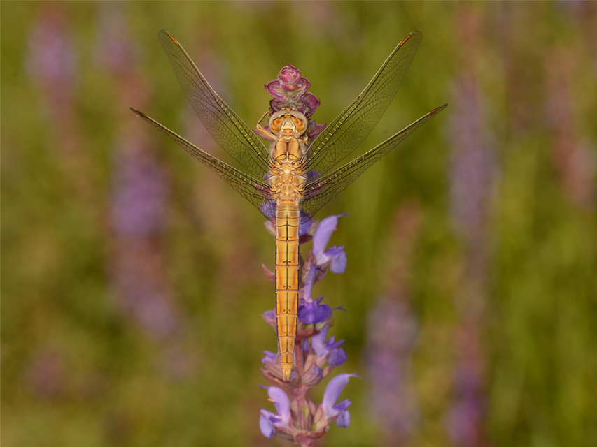 Orthetrum brunneum - pataki pásztorszitakötő