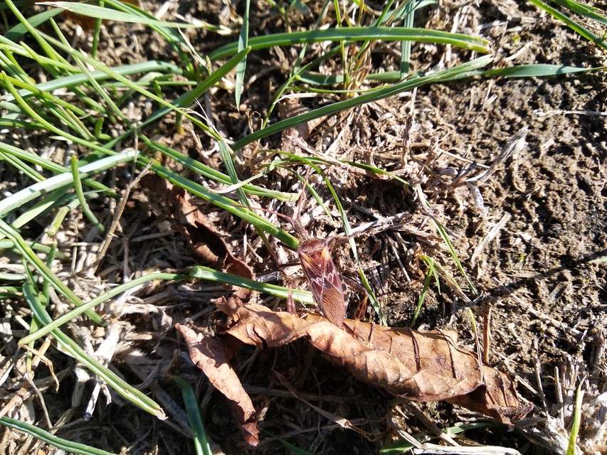 Leptoglossus occidentalis - nyugati levéllábú poloska