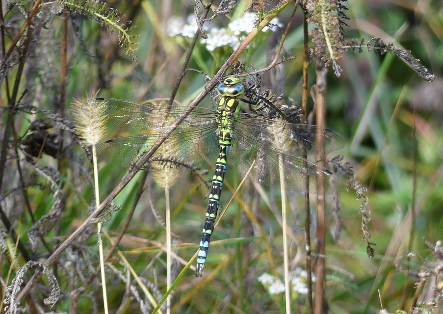 Aeshna cyanea - sebes karcsúacsa