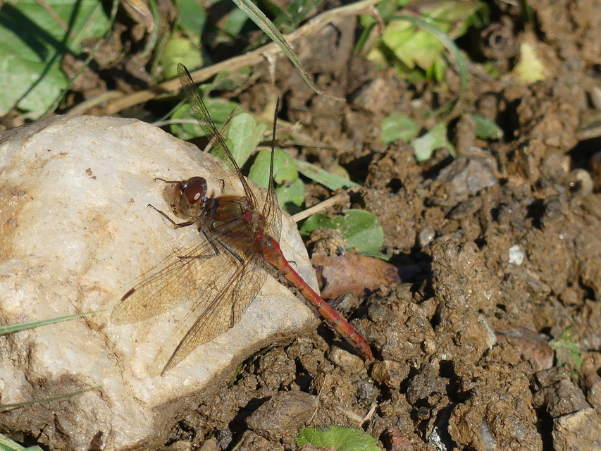 Sympetrum striolatum - harántsávos katona-szitakötő